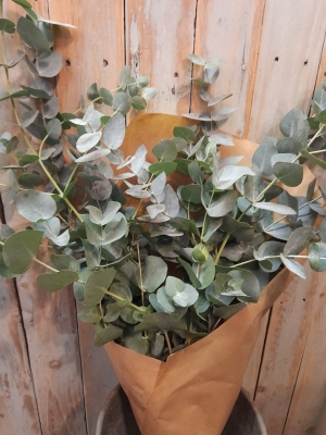 Eucalyptus